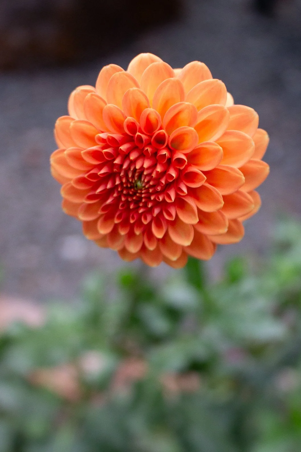 Dahlia : Valley Rust Bucket — ciderpress lane